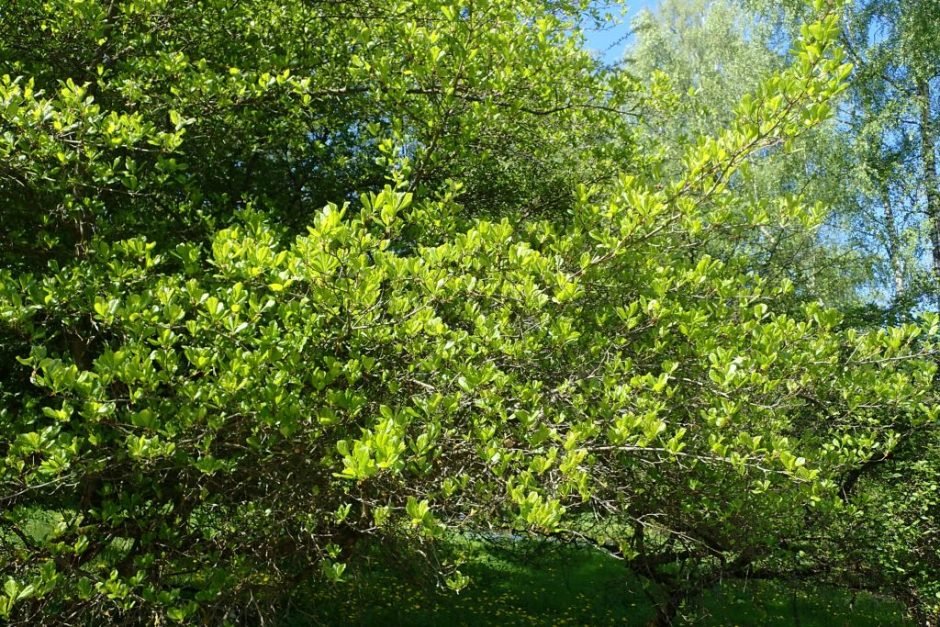 Como plantar Espinheiro persimilis (Crataegus persimilis)_1