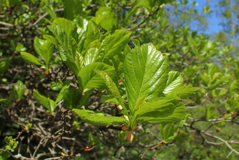 Onde plantar Espinheiro persimilis (Crataegus persimilis)_2