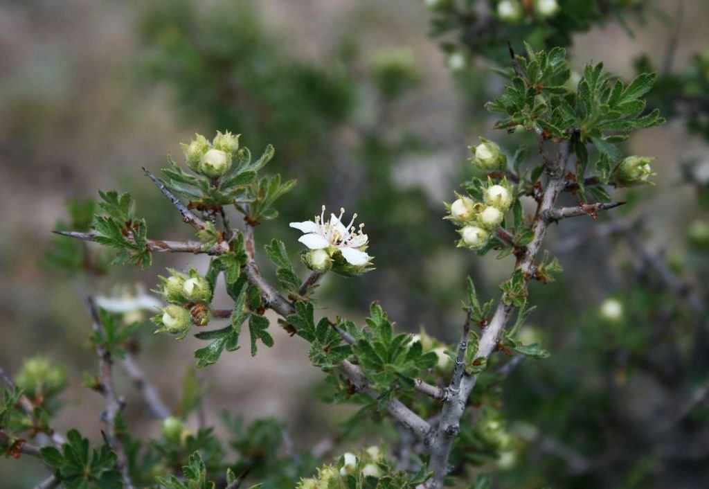 Espinheiro tanacetifolia (Crataegus tanacetifolia)