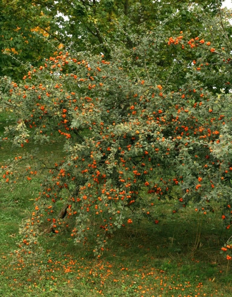 Como plantar Espinheiro tanacetifolia (Crataegus tanacetifolia)_1