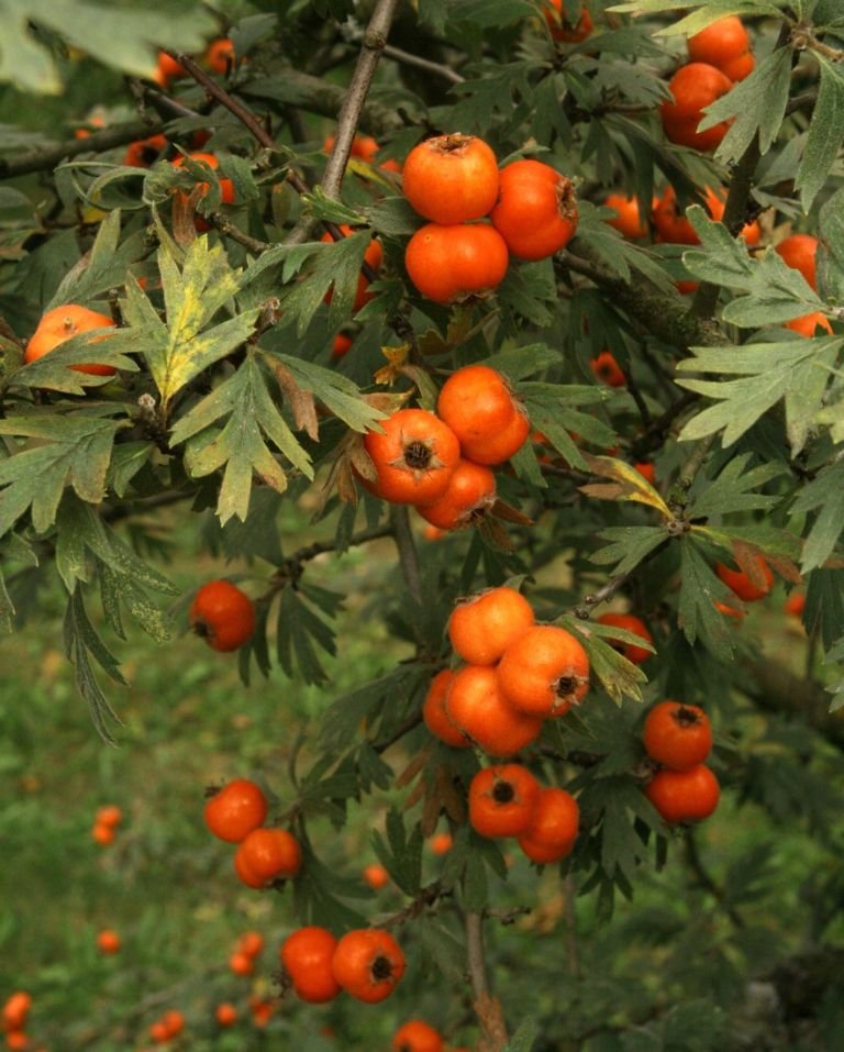 Onde plantar Espinheiro tanacetifolia (Crataegus tanacetifolia)_2