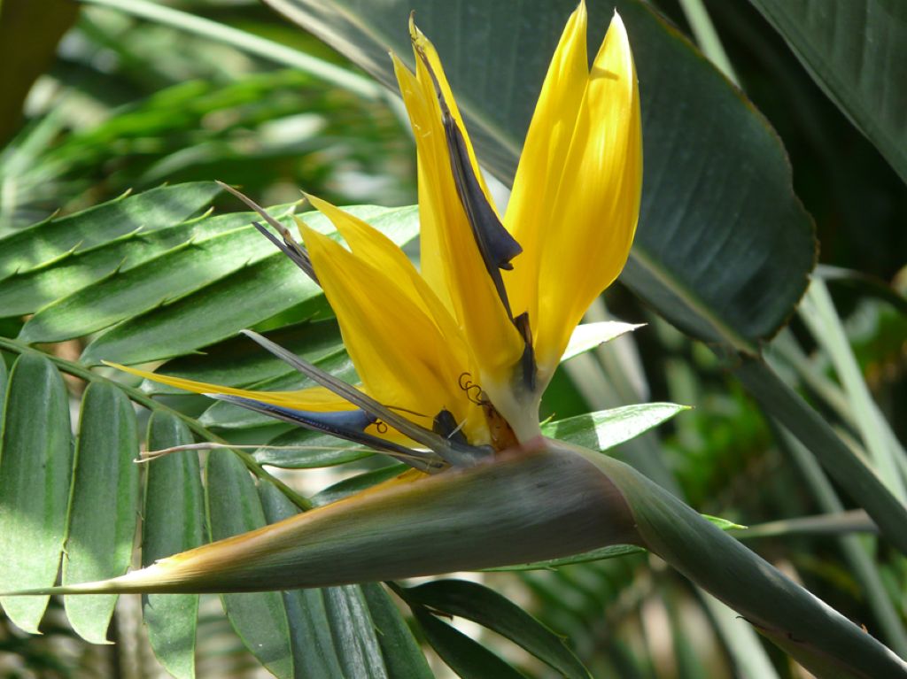 Estrelícia 'Kirstenbosch Gold' (Strelitzia reginae 'Kirstenbosch Gold')