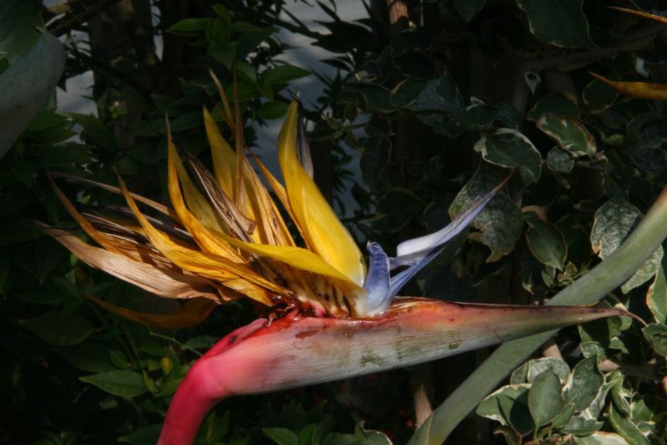 Como plantar Estrelícia 'Kirstenbosch Gold' (Strelitzia reginae 'Kirstenbosch Gold')_1