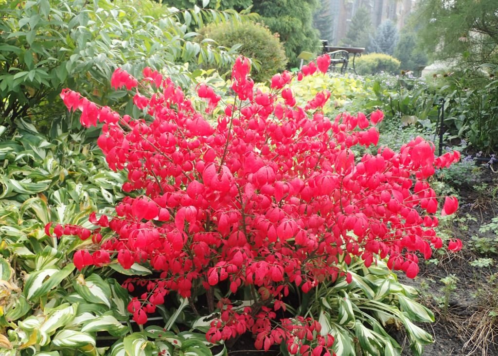 Euonymus alatus 'Compactus' (Euonymus alatus 'Compactus')