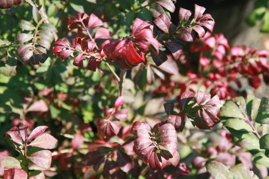 Como plantar Euonymus alatus 'Compactus' (Euonymus alatus 'Compactus')_1