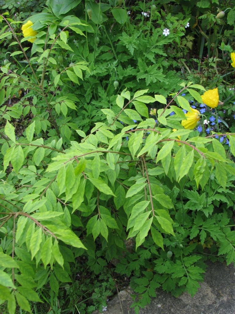 Onde plantar Euonymus alatus 'Compactus' (Euonymus alatus 'Compactus')_2