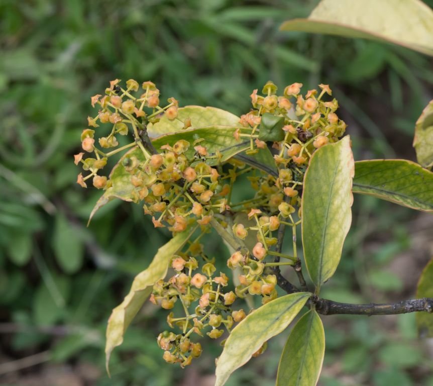Euonymus myrianthus (Euonymus myrianthus)