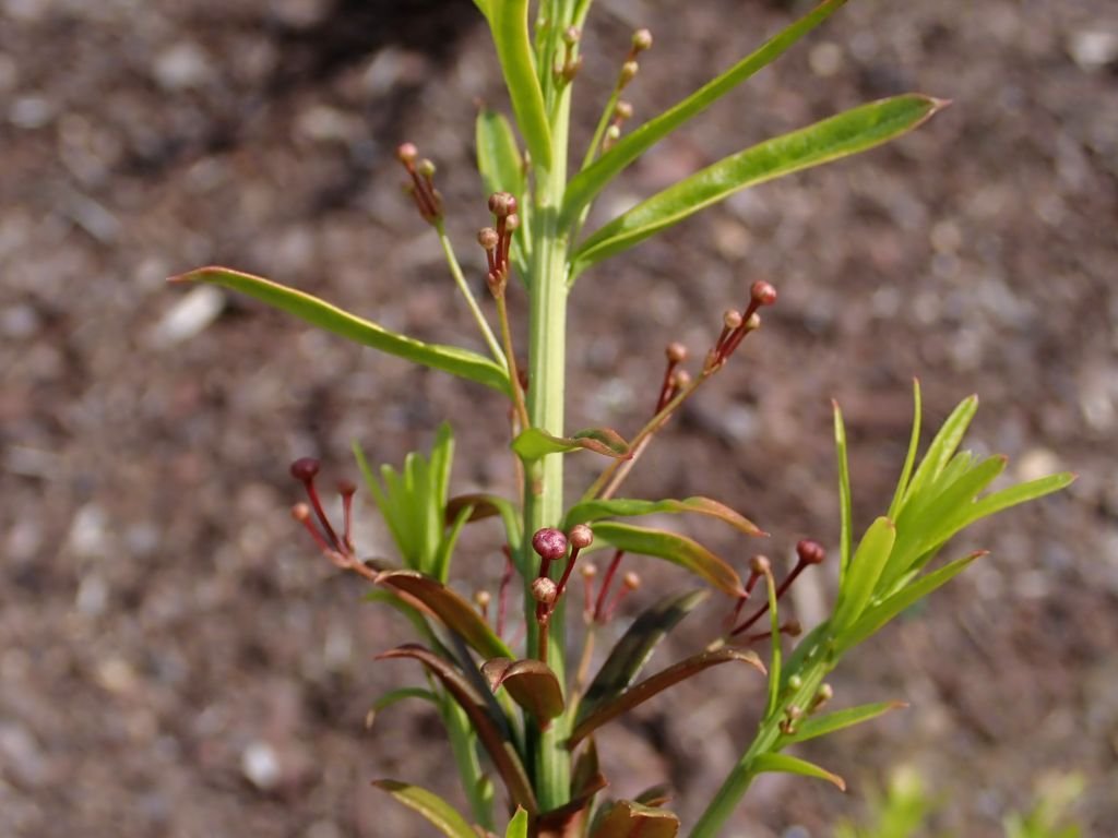 Euonymus nanus var. turkestanicus (Euonymus nanus var. turkestanicus)