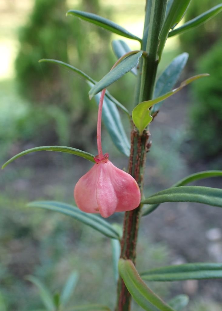 Como plantar Euonymus nanus var. turkestanicus (Euonymus nanus var. turkestanicus)_1