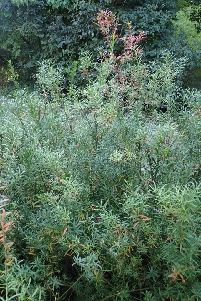 Onde plantar Euonymus nanus var. turkestanicus (Euonymus nanus var. turkestanicus)_2