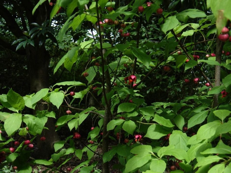 Onde plantar Euonymus oxyphyllus (Euonymus oxyphyllus)_2