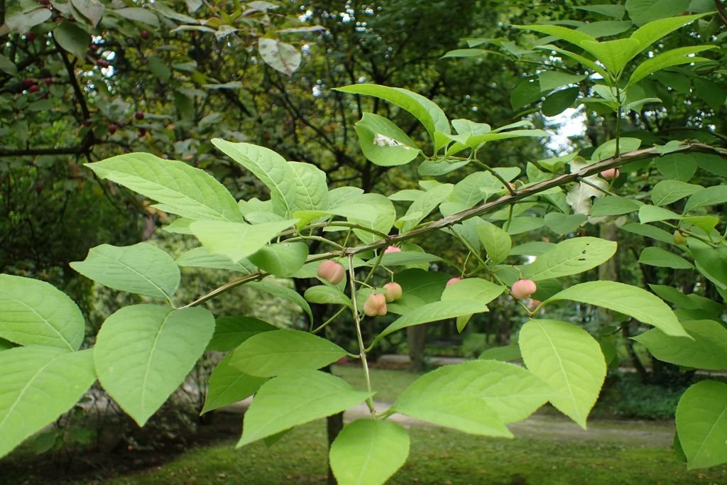 Euonymus phellomanus (Euonymus phellomanus)