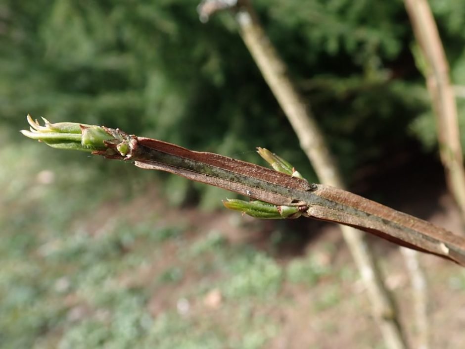 Como plantar Euonymus phellomanus (Euonymus phellomanus)_1