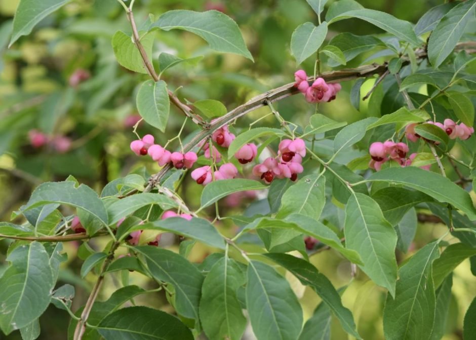 Onde plantar Euonymus phellomanus (Euonymus phellomanus)_2