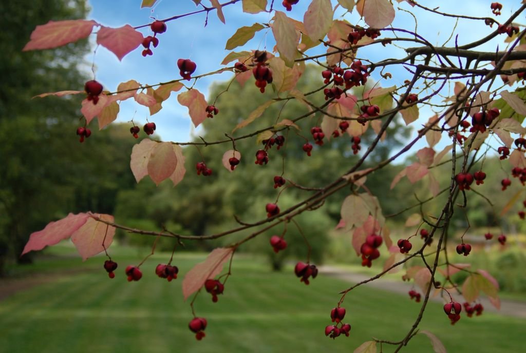 Euonymus planipes (Euonymus planipes)