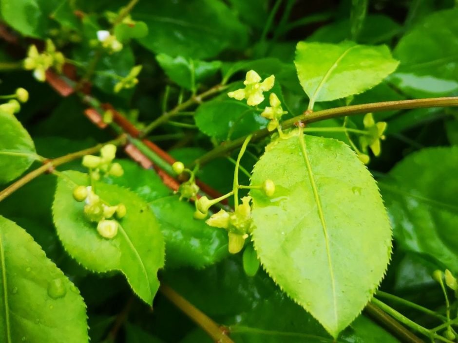 Como plantar Euonymus planipes (Euonymus planipes)_1