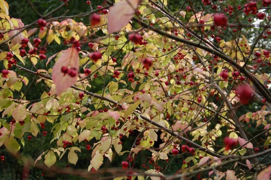 Onde plantar Euonymus planipes (Euonymus planipes)_2