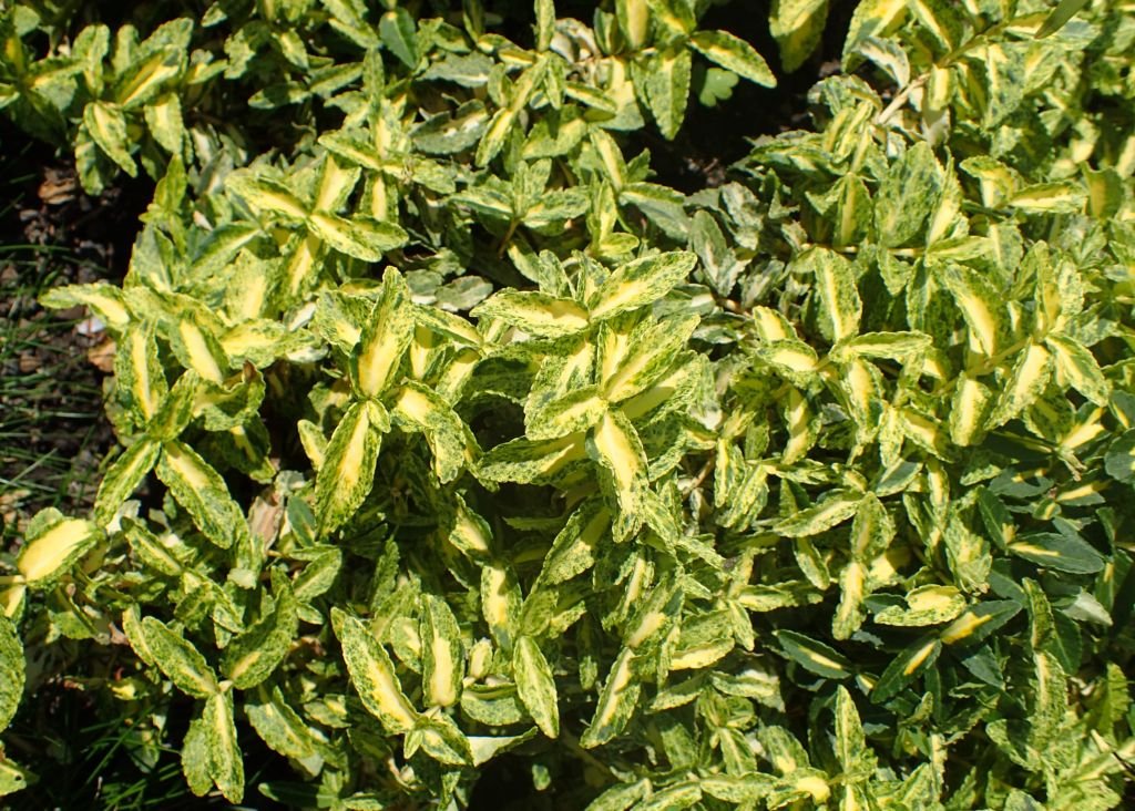 Evónimo 'Harlequin' (Euonymus fortunei 'Harlequin')