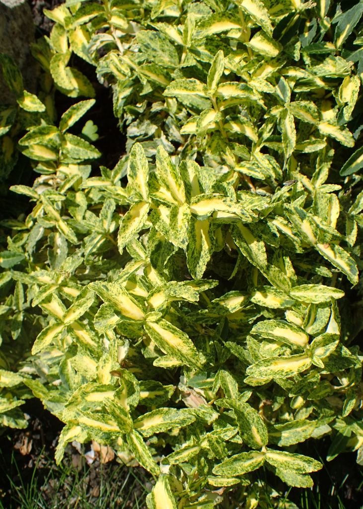 Como plantar Evónimo 'Harlequin' (Euonymus fortunei 'Harlequin')_1