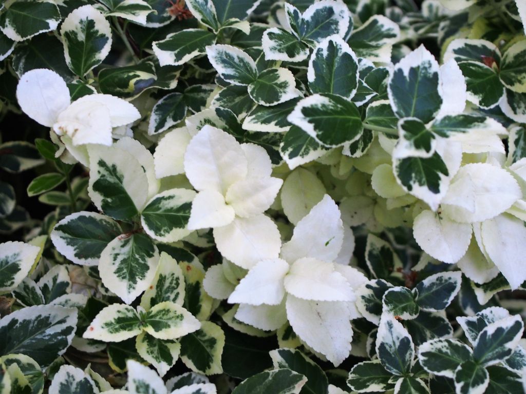 Evónimo 'Silver Queen' (Euonymus fortunei 'Silver Queen')