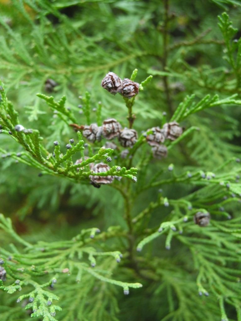 Onde plantar Falso-cipreste 'Erecta Viridis' (Chamaecyparis lawsoniana 'Erecta Viridis')_2