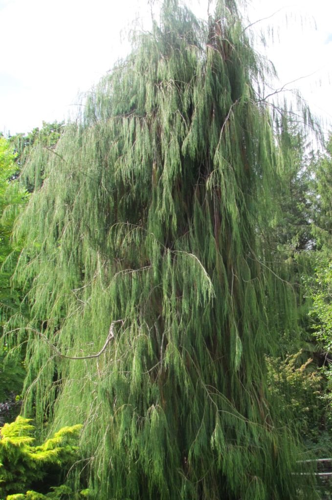 Falso-cipreste 'Imbricata Pendula' (Chamaecyparis lawsoniana 'Imbricata Pendula')
