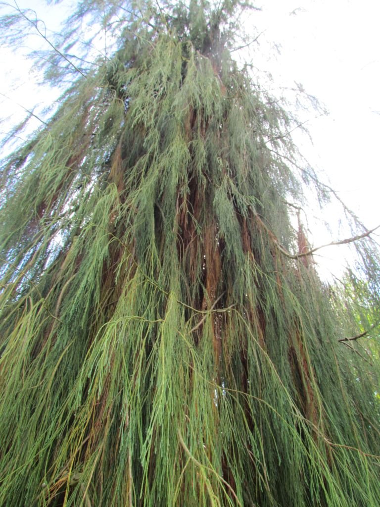 Como plantar Falso-cipreste 'Imbricata Pendula' (Chamaecyparis lawsoniana 'Imbricata Pendula')_1