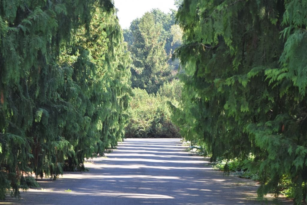 Falso-cipreste-de-Lawson (Chamaecyparis lawsoniana)