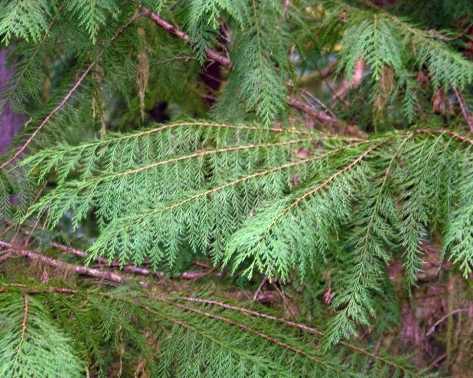 Como plantar Falso-cipreste-de-Lawson (Chamaecyparis lawsoniana)_1