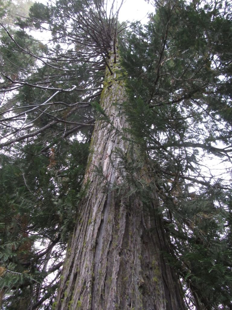 Onde plantar Falso-cipreste-de-Lawson (Chamaecyparis lawsoniana)_2