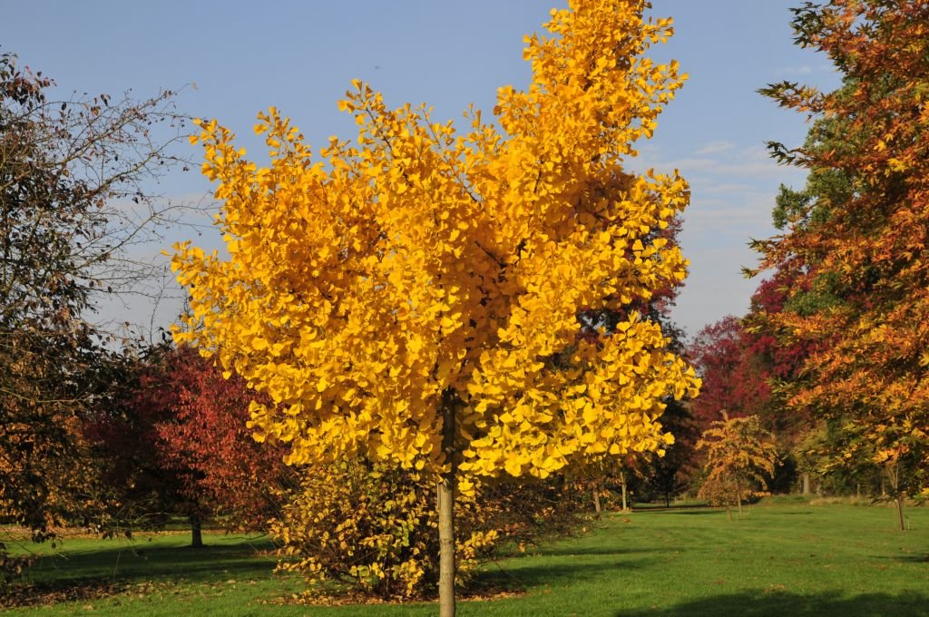 Ginkgo biloba 'Autumn Gold' (Ginkgo biloba 'Autumn Gold')