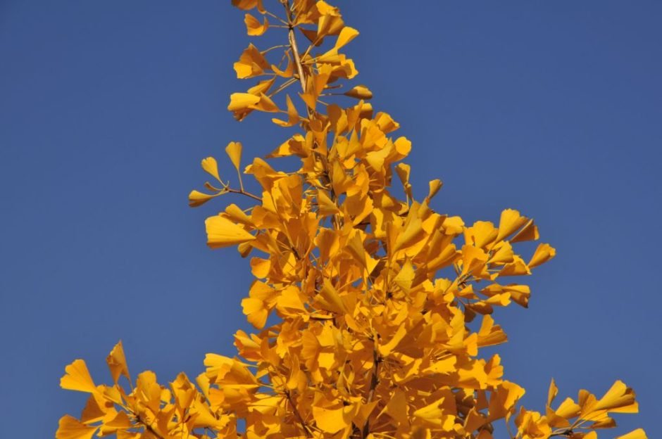 Como plantar Ginkgo biloba 'Autumn Gold' (Ginkgo biloba 'Autumn Gold')_1