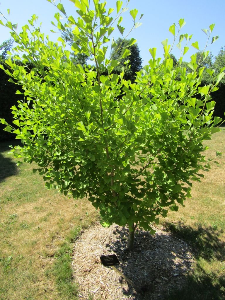 Onde plantar Ginkgo biloba 'Autumn Gold' (Ginkgo biloba 'Autumn Gold')_2