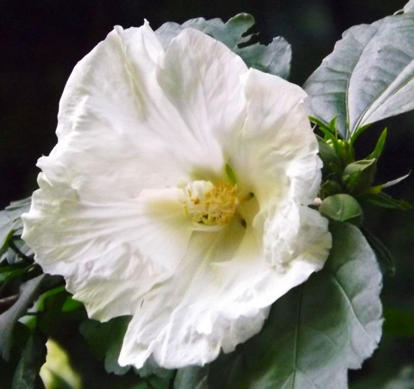 Hibisco 'Diana' (Hibiscus syriacus 'Diana')