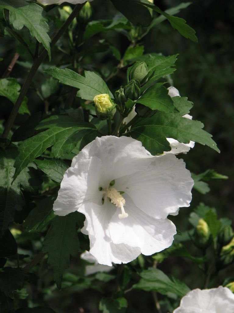Como plantar Hibisco 'Diana' (Hibiscus syriacus 'Diana')_1