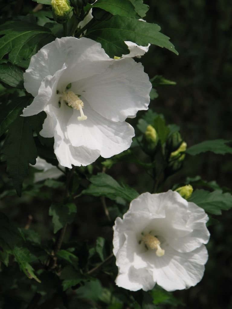 Onde plantar Hibisco 'Diana' (Hibiscus syriacus 'Diana')_2