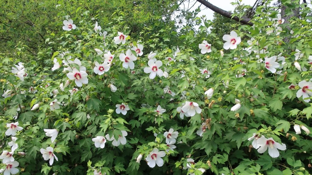 Hibisco 'Lohengrin' (Hibiscus 'Lohengrin')