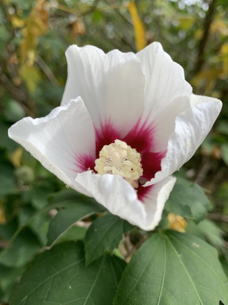 Como plantar Hibisco 'Lohengrin' (Hibiscus 'Lohengrin')_1
