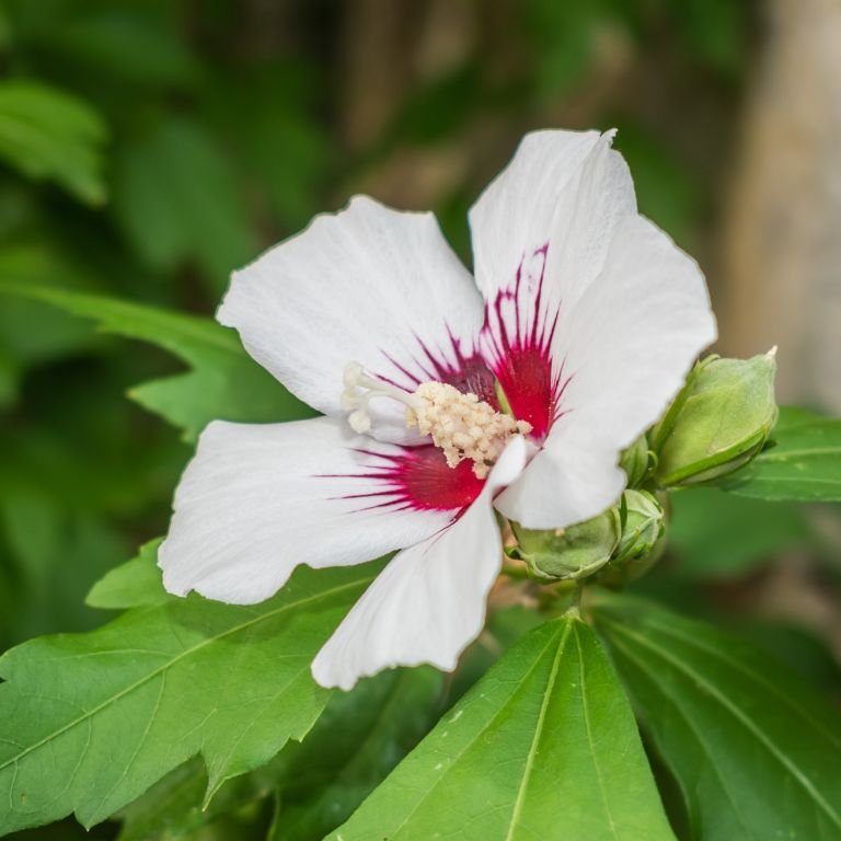 Hibisco 'Red Heart' (Hibiscus syriacus 'Red Heart')