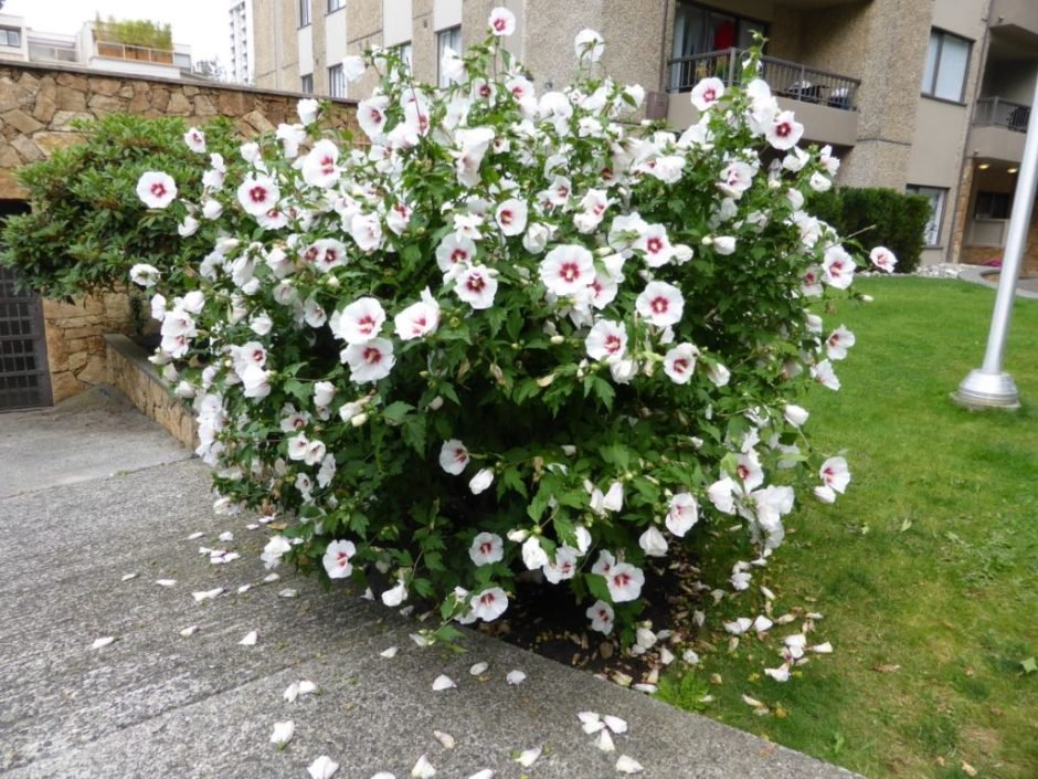 Como plantar Hibisco 'Red Heart' (Hibiscus syriacus 'Red Heart')_1