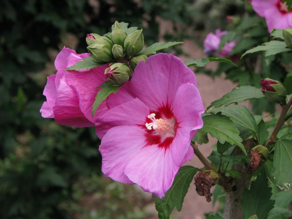 Hibisco 'Woodbridge' (Hibiscus syriacus 'Woodbridge')