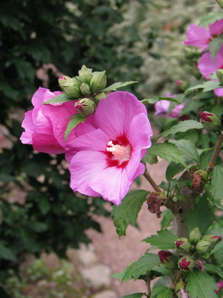 Como plantar Hibisco 'Woodbridge' (Hibiscus syriacus 'Woodbridge')_1