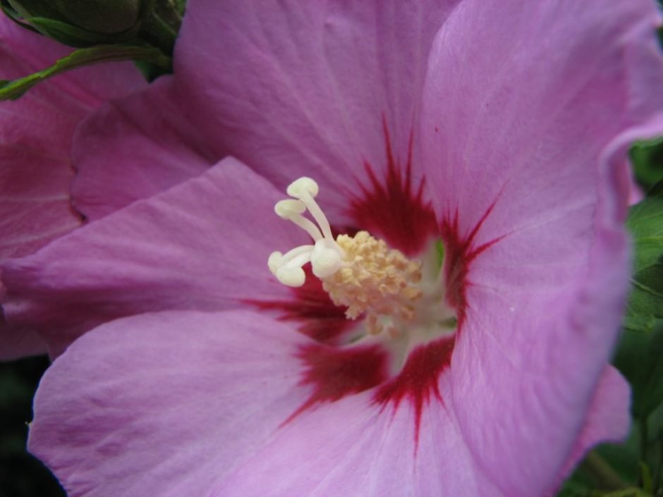 Onde plantar Hibisco 'Woodbridge' (Hibiscus syriacus 'Woodbridge')_2