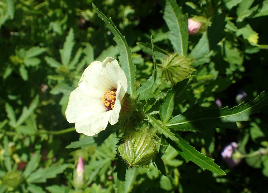 Hibiscus trionum (Hibiscus trionum)