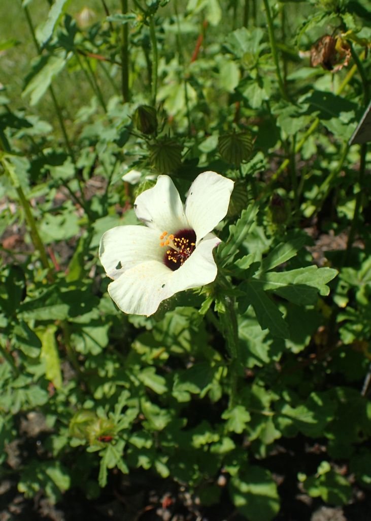 Como plantar Hibiscus trionum (Hibiscus trionum)_1
