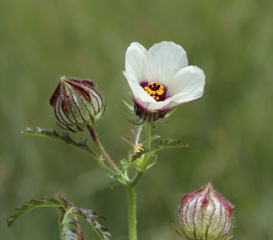 Onde plantar Hibiscus trionum (Hibiscus trionum)_2