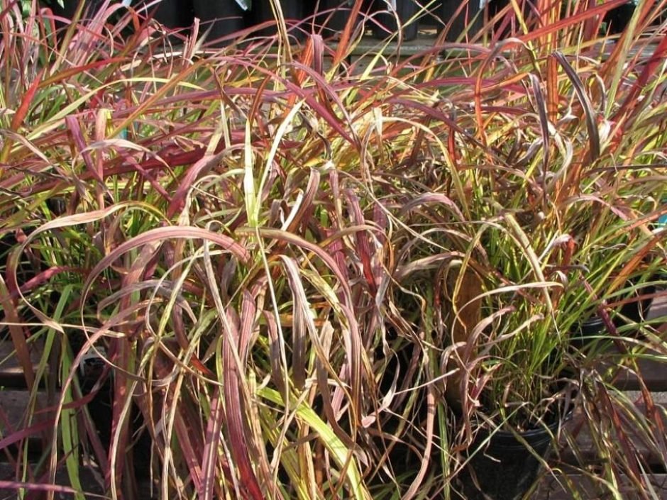 Como plantar Imperata cylindrica 'Rubra' (Imperata cylindrica 'Rubra')_1