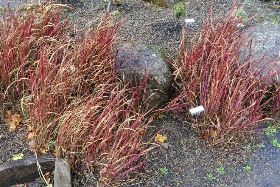 Onde plantar Imperata cylindrica 'Rubra' (Imperata cylindrica 'Rubra')_2