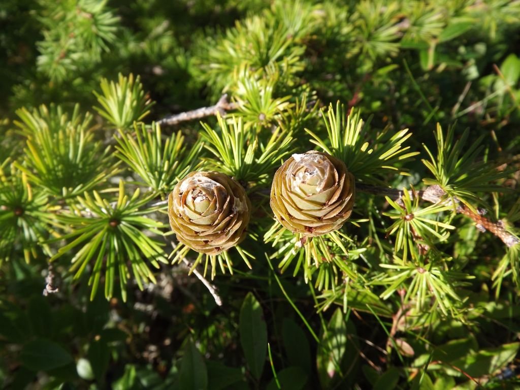 Larício-japonês (Larix kaempferi)