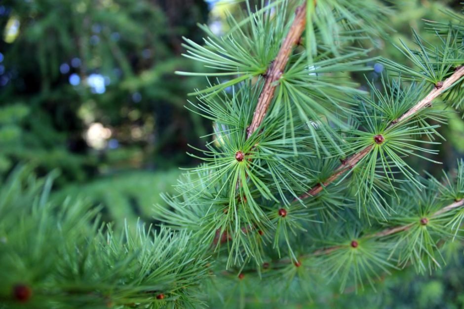 Onde plantar Larício-japonês (Larix kaempferi)_2